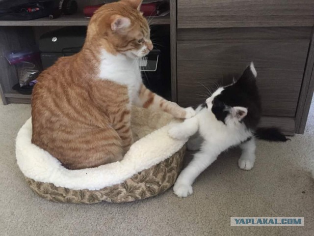 Котовторник 05.06.2018