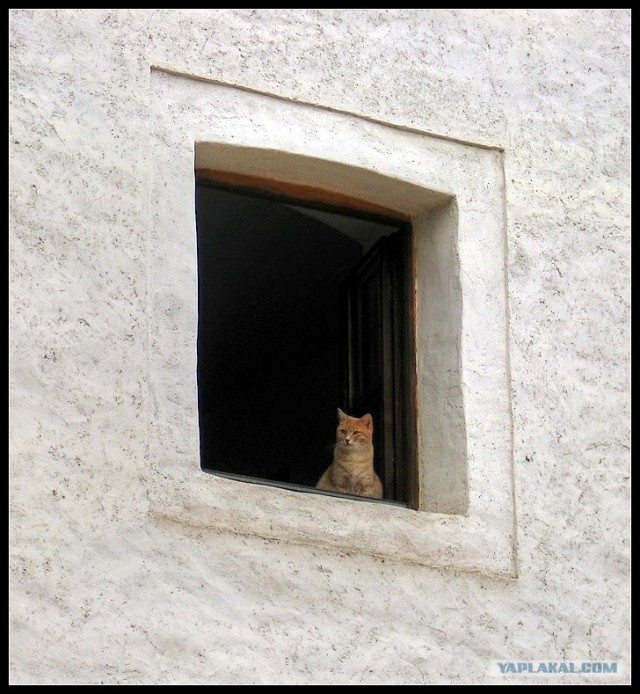 Котовторник  на  ЯПлакалъ