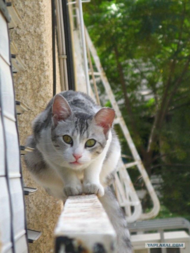Коты на вторник на ЯПлакалъ (07.10.2008)