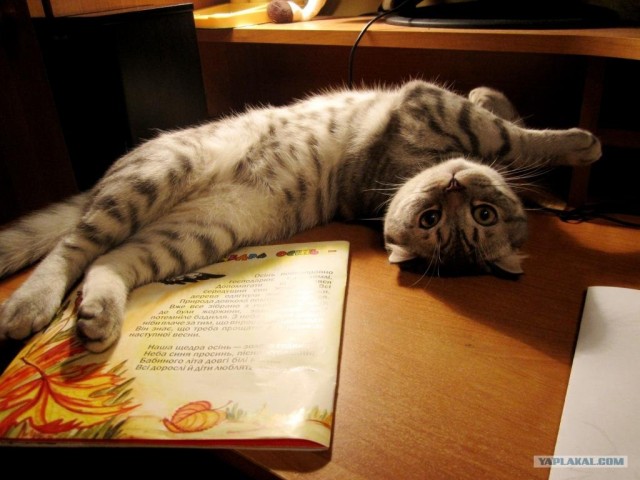 Котовторник на 2 ноября