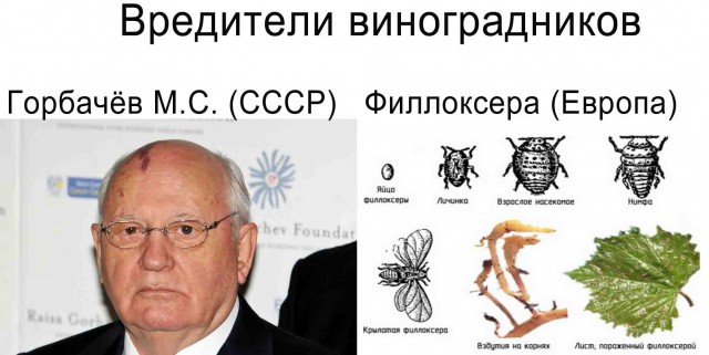 Как делают вино