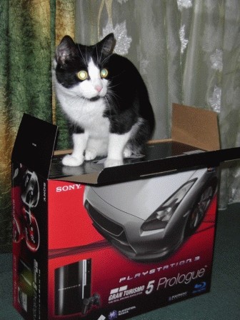 Котяка играка