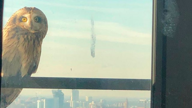 Огромная сова прилетела на 41 этаж дома в Москве
