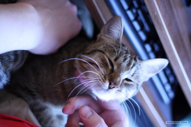 Котовторник (10.01.2012)