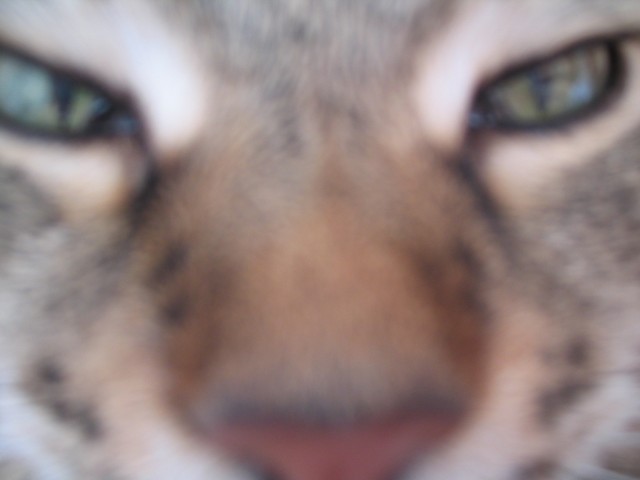 Котовторник (14.02.2012)