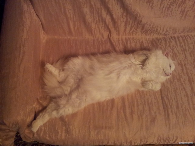 Котовторник! 13.03.2012