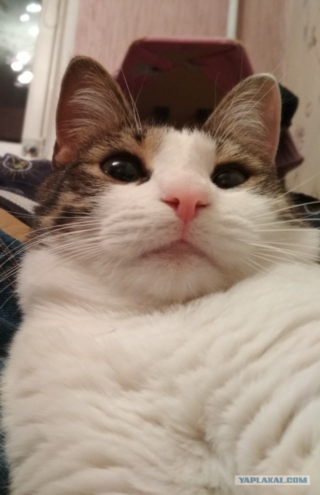 Котовторник 25.12.2018