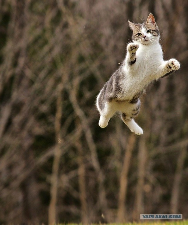 Котовторник 10.04.2012
