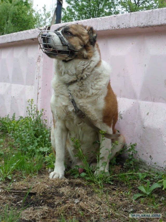 Самые большие собаки