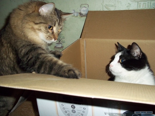 Котовторник 22.05.2012