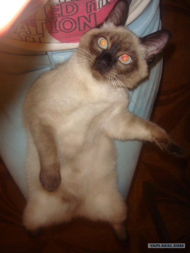 Котовторник на 26.06.12