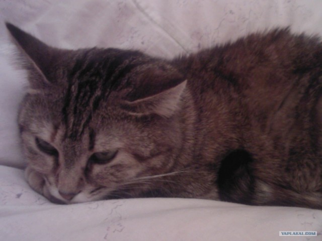 Котовторник 10. 07. 2012