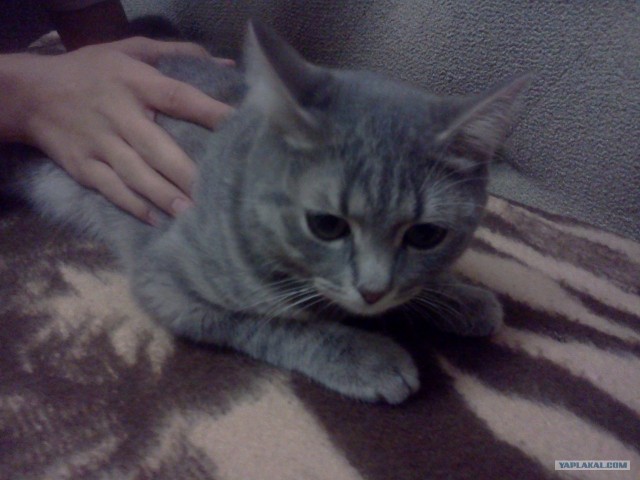 Котовторник  21.08.12