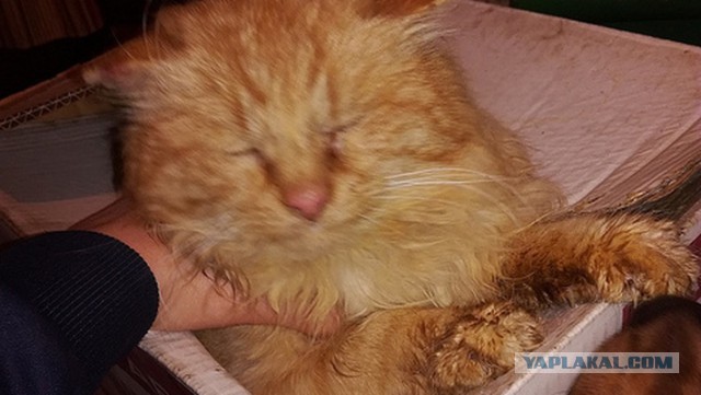 На трассе Самарской области молодежь спасла кота, примерзшего хвостом к дороге