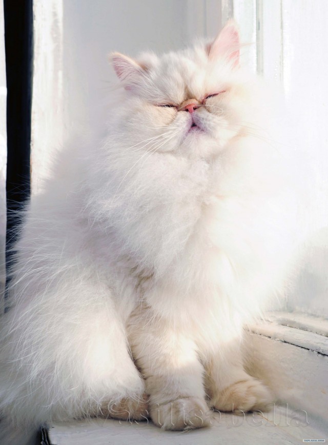 Котовторник  16.10.12