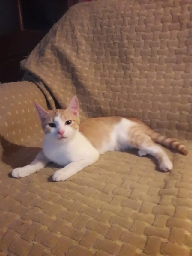 Забавные фото котеек