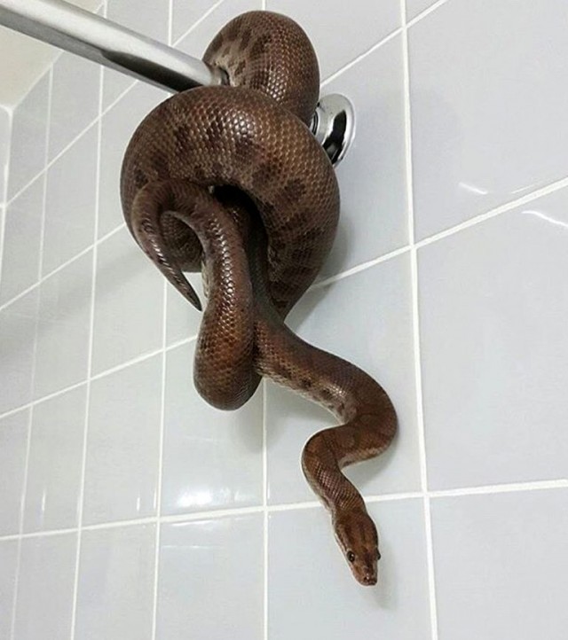 Живность из сети