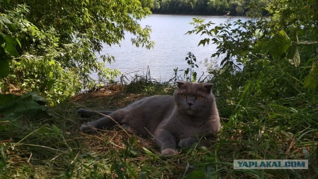 "Скатина"