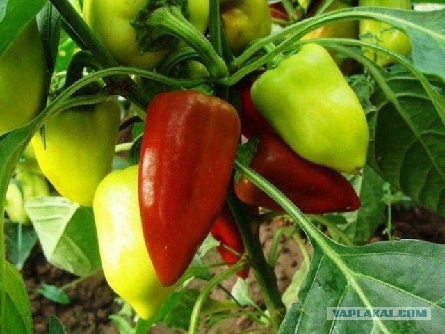 Мясо с овощами или мясное рагу