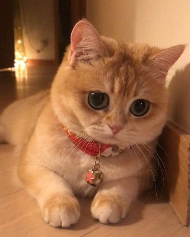 Забавные фото котеек