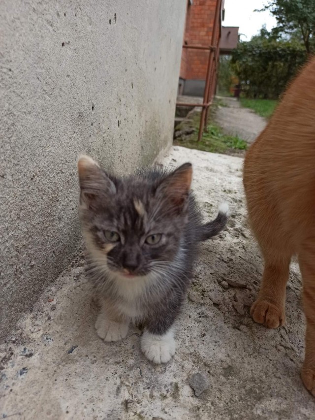 Эти забавные животные