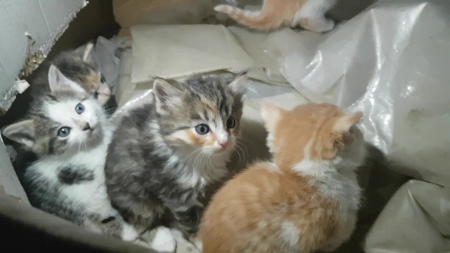 Котовторник 20.10.20