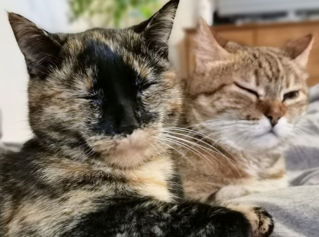 Моя красотка