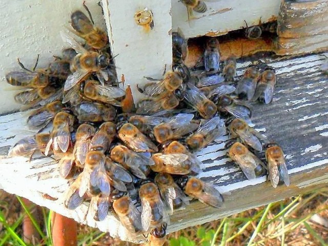 Трутень: Зачем трудолюбивым пчёлам нужен бездельник и дармоед в улье?