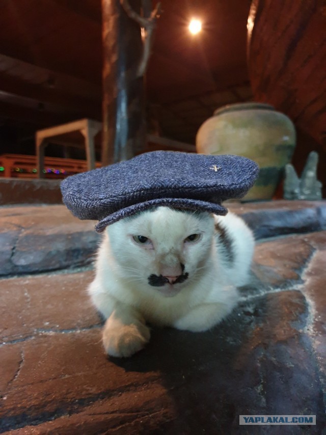 Чык чырык