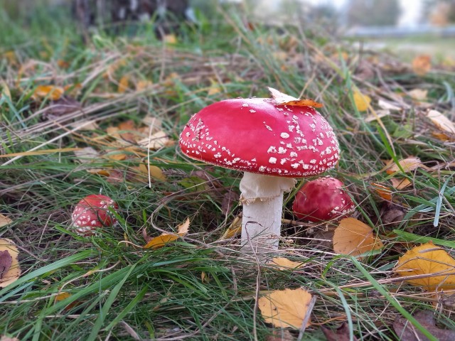 По грибы