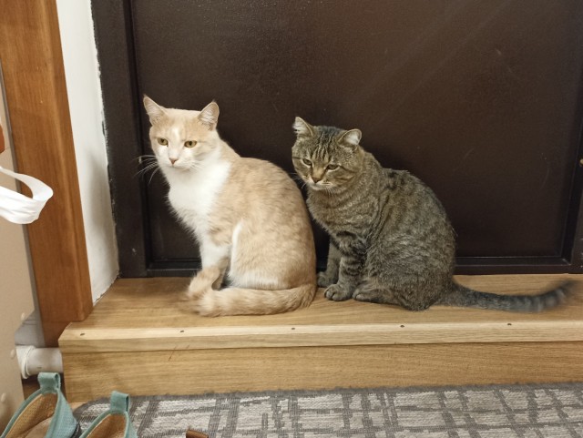 Котовторник 05.10.21 г