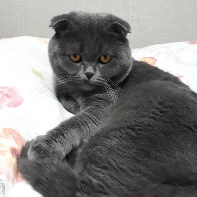 Котовторник