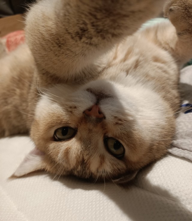 Солнце котовторника уже встало, Господа!