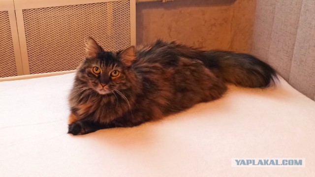 Вы, что спите? Вставайте, котовторник же!