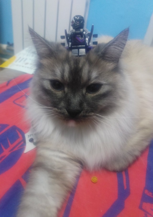 Господа и дамы ЯПа! Котовторник у нас начался! Отойдите от политоты и давайте котиков побольше!