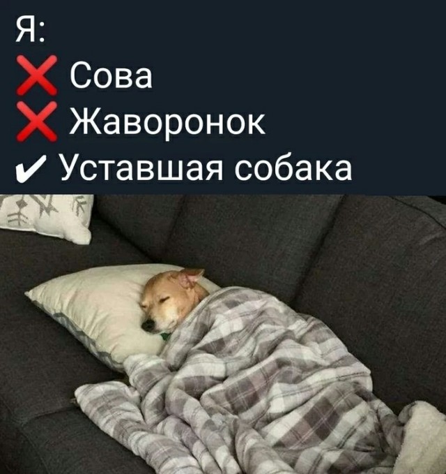 Картинки и мемы, начало праздников