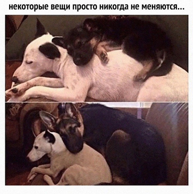 Картинки и мемы для настроения - 19