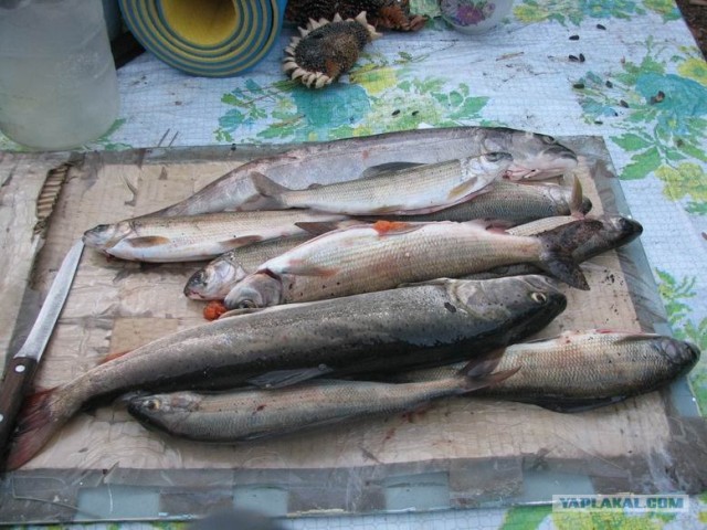 Горный Алтай в первый раз