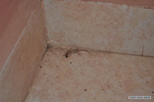 Как я ездил в Египет