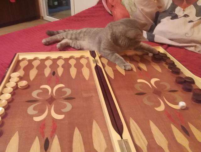 Шерстяной котовторник. Октябрь 2022
