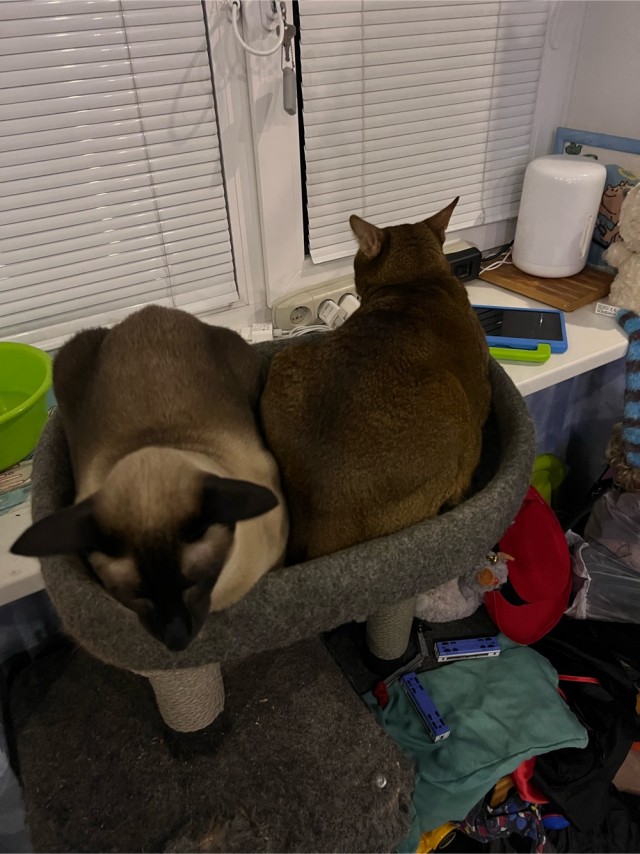 Котовторник 1.11.22