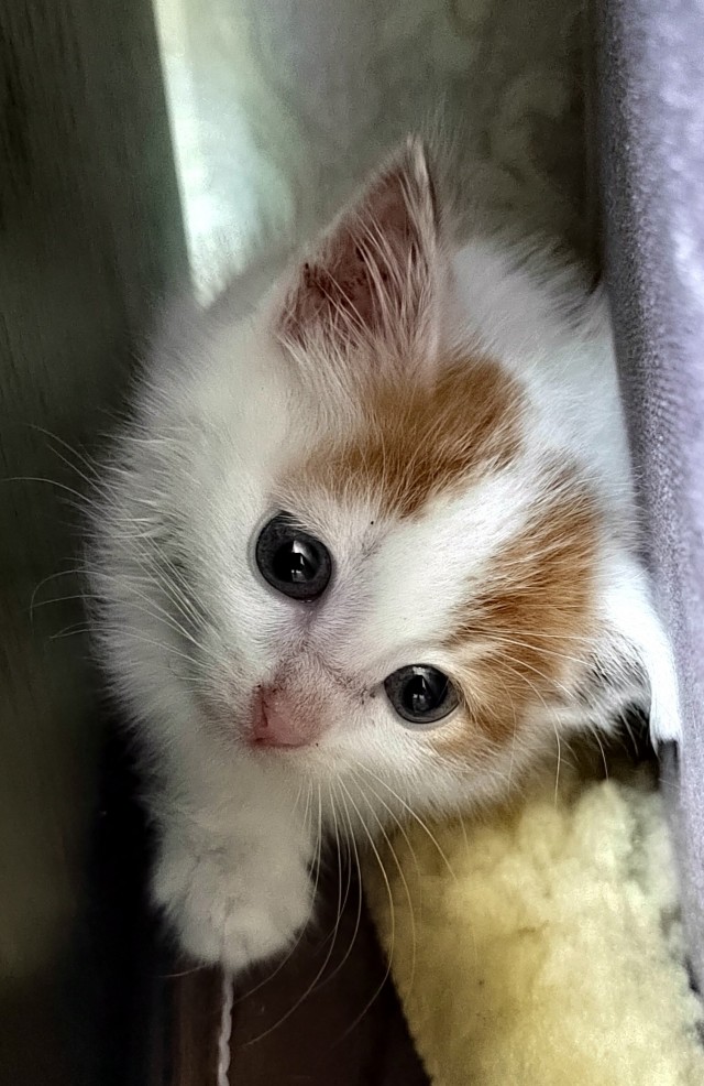 Котовторник. Котенок Кисель