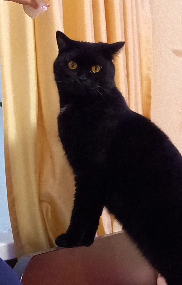 Его зовут Кот