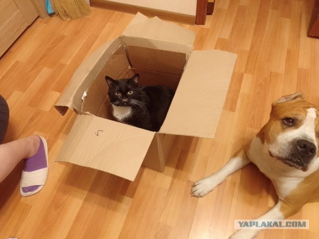 История одного котенка