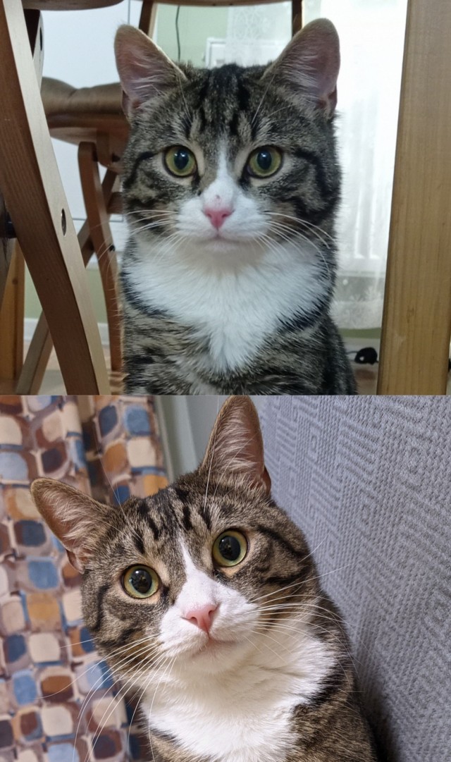 Вы хочите кошек, их есть у меня...