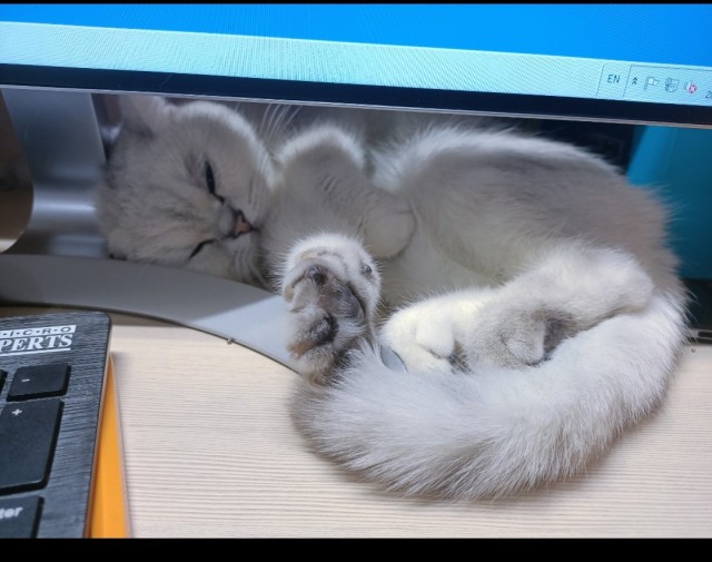 Сегодня всемирный день кошек!