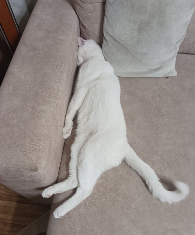 Ловушки для котов