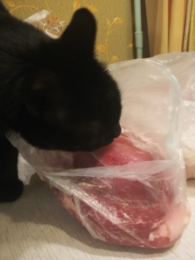 20 котиков, которые могли бы вести себя по-нормальному, но зачем, если их и так любят?