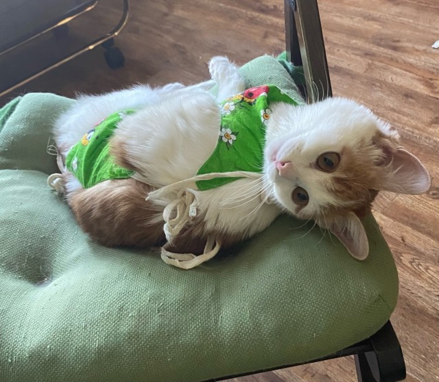 Котенок по имени Кусь)