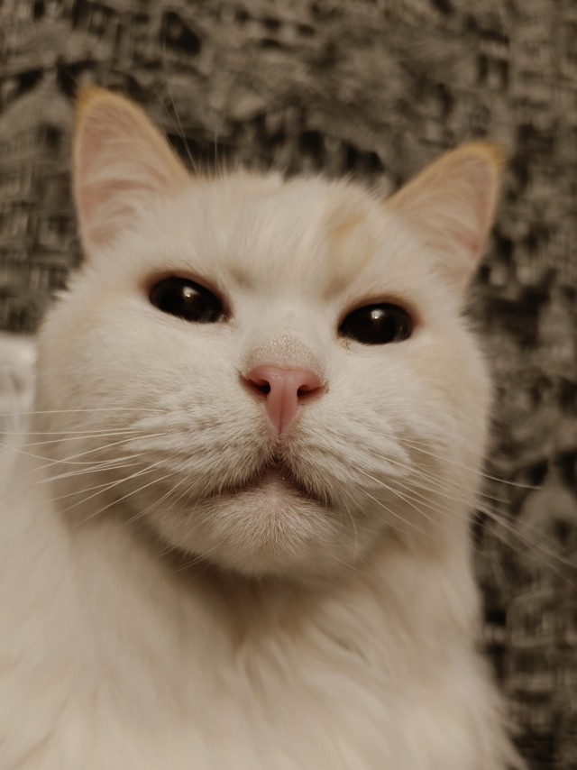 Заболел кот